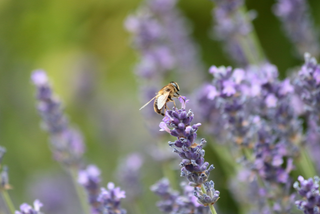 Bee landed on lavender garden plants